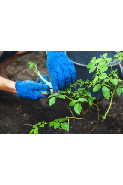 Троянда чайно-гібридна спрей Лідія обрізка